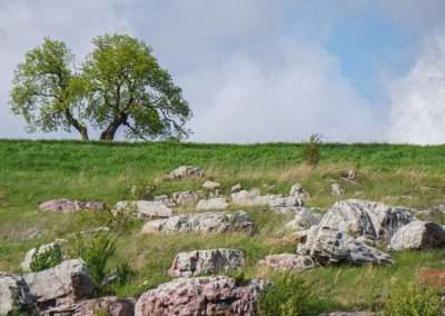 A tall tree stands on a grassy hill strewn with reddish boulders
