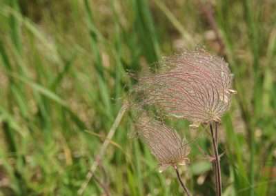 A closeup view of the tufty head of a prairie smoke wildflower
