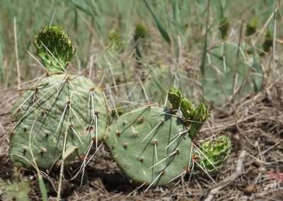 closeup of a prickly pear cactus with new growth