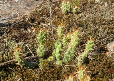 A closeup of prickly pear cactus growing in a mossy crag