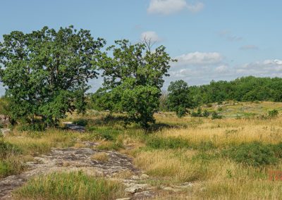 Landscape view of a grassy plain with oak trees and reddish rocky outcroppings