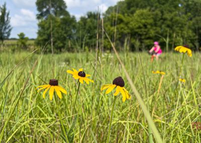 A closeup of black eyed susan flowers in a field