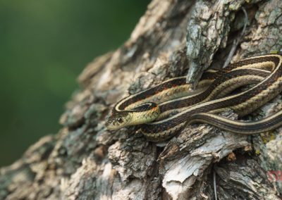 A closeup of a garter snake on a tree trunk