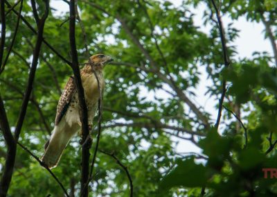A red tailed hawk sits on a tree branch