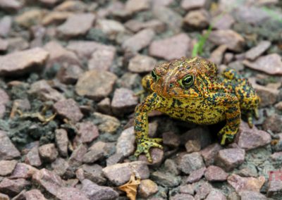 A closeup of an american toad on a gravel path