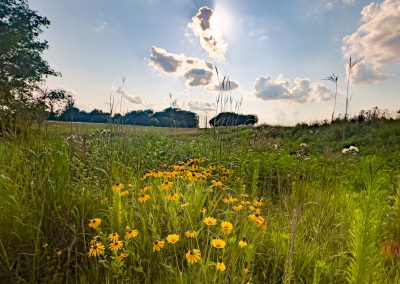 A patch of black-eyed susan flowers on a meadow