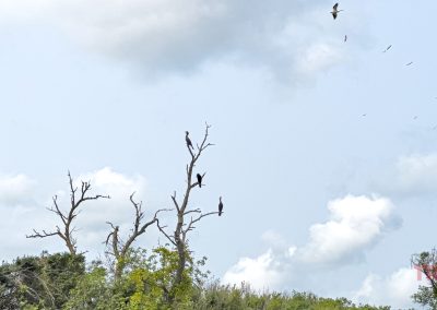 Cormorants sit on a dead tree while pelicans circle overhead