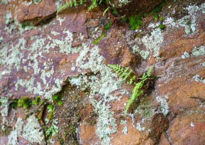 A closeup of lichen and small ferns growing in cracks of a red rock wall