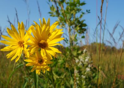 Closeup of yellow wildflowers growing on the edge of a field at Lake Carlos State Park.