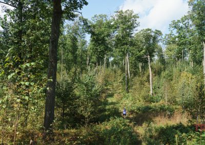 A dense forest scene with green trees and tall shrubs under a partly cloudy blue sky at Pillsbury State Forest. A person is barely visible in the center, walking through the undergrowth. Sunlight filters through the foliage.