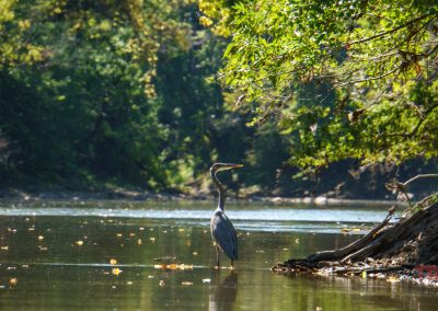 A heron stands in a serene river surrounded by lush green trees. Sunlight filters through the foliage, casting dappled shadows on the water’s surface. The scene conveys a peaceful, natural setting.