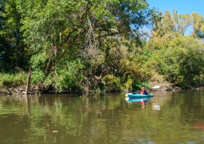 A person kayaking on a calm river surrounded by dense, leafy trees. The sunny day highlights the lush greenery and clear blue sky. Ripples expand from the kayak, reflecting the vibrant scenery on the waters surface.