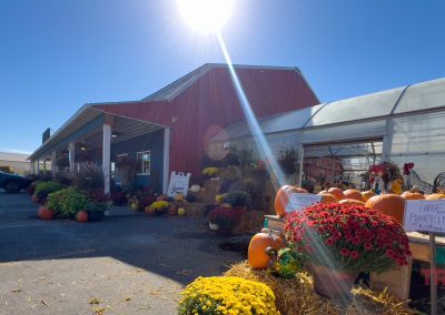 A red barn-style market with a greenhouse attached displays bright fall decorations, including large pumpkins, hay bales, and colorful mums. Signs advertise large pumpkins. The sun shines brightly in a clear blue sky.