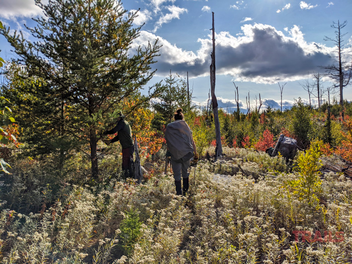 Boundary Waters Volunteers-Pruning Two Boundary Waters volunteers walk through a forest filled with young trees and tall grasses on a sunny day. One person in a striped shirt examines a pine, while the other wrapped in a cloak walks ahead. The sky is partly cloudy with bright sunlight.