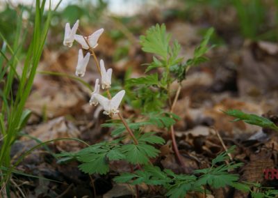Delicate white Dutchman's Breeches with pinkish tips bloom among green leaves and dried brown foliage on the forest floor at Ramsey Park/Cansayapi in Redwood Falls, Minnesota. The softly blurred background highlights the flowers in the foreground.