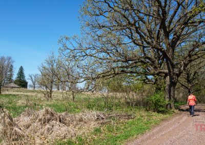 A person in an orange shirt walks on a dirt trail lined with tall trees and dry grass under a clear blue sky at the Lower Sioux Agency Historic Site near Morton, MN.