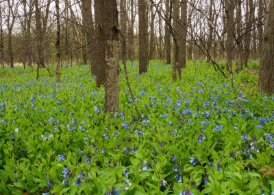 A forest at Plum Creek PArk near Walnut Grove, MN, with tall, leafless trees and a dense ground cover of blooming Virginia Bluebells and lush green foliage.