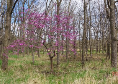 A small tree with bright pink blossoms stands out among tall, leafless trees in a forest clearing at Plum Creek Park, Walnut Grove, MN, with patches of green and dry brown grass on the ground.