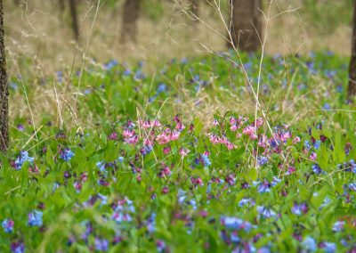 A forest floor at Plum Creek Park in Walnut Grove, MN, bursts with vibrant green plants and clusters of pink and Virginia Bluebells, framed by tall tree trunks in the background. The scene has a fresh, springtime feel.
