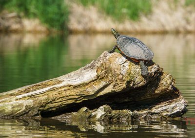 A turtle sits on a sunlit, weathered log floating in the calm green water of Lake Redwood, with grassy, blurred foliage in the background near Redwood Falls, MN.