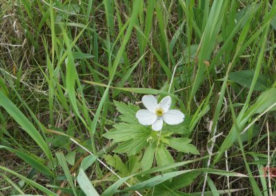 A single Meadow Anemone with five white petals grows among tall green grass and leafy plants along the Casey Jones Trail.