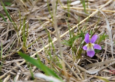 A small purple wildflower with a yellow and white center blooms among dry grass and green shoots on the ground in Glendalough State Park.