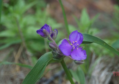 Close-up of a small purple wildflower with long green leaves at Pipestone National Monument, surrounded by blurred greenery and grass. The flower has yellow stamens and is in partial bloom.