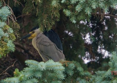 A large gray and black heron rests on a branch, partially hidden among dense green pine needles in a tree.