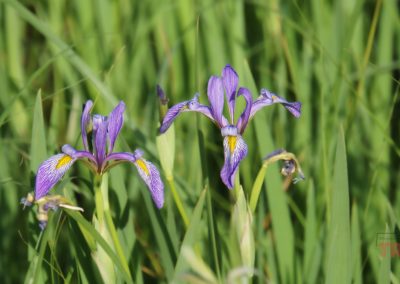 Two purple irises with yellow and white markings stand among tall green grass, illuminated by sunlight.