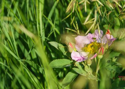 A single pink wildflower with yellow center blooms among tall green grass.