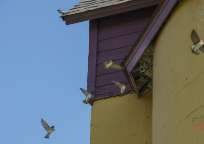 Several small birds fly near a yellow building with a purple roof edge. Some birds are entering or leaving nests under the eaves. The sky is clear and blue.