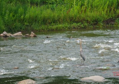 A great blue heron stands in the shallow, flowing water of a river with green grass and rocks along the riverbank in the background.