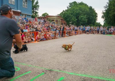 A dachshund races down a street toward a kneeling man as a large crowd watches from behind orange barriers at an outdoor event. Other small dogs and spectators fill the lively scene.