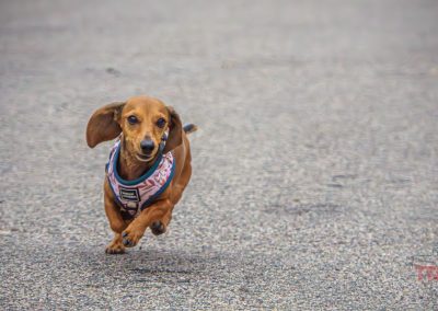 A brown dachshund wearing a harness runs energetically on a paved surface, with its ears flapping and all four paws off the ground. The background is blurred to highlight the dog’s motion.