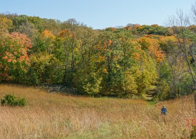 A person enjoys hiking along a grassy path through a field bordered by trees with autumn foliage in shades of green, yellow, and orange in Maplewood State Park under a clear blue sky.