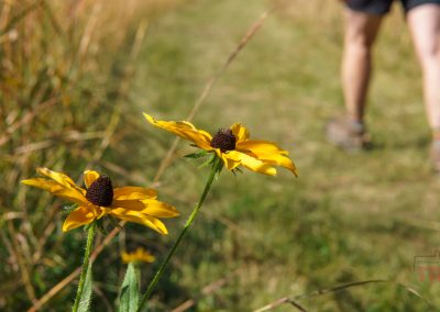 Close-up of two yellow wildflowers in focus, with a blurred background showing someone hiking along a grassy trail in Maplewood State Park, legs visible from the knees down.