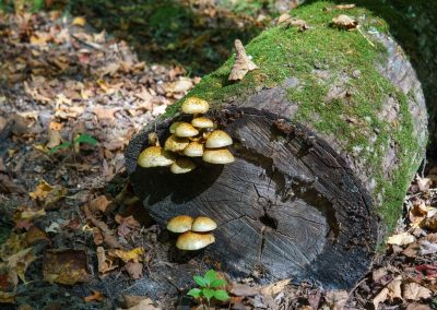 A group of yellowish-brown mushrooms grows on the side of a moss-covered fallen log surrounded by dry leaves in Maplewood State Park. Sunlight filters through, illuminating the log and ground along a peaceful hiking trail.