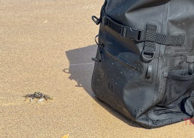 A small crab stands on wet sand near a large black Breakwater Supply Fogland Backpack, both casting shadows under bright sunlight on a beach.