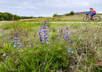 Purple wildflowers grow in a grassy field under a cloudy sky, with a person in bright clothing riding a bicycle along the Beaver Island Trail. Trees and houses are visible in the distance near St. Cloud MN.