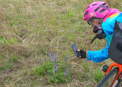A cyclist wearing a pink helmet and bright clothing leans over their orange bike to take a photo of purple wildflowers growing along the Beaver Island Trail in St. Cloud MN.