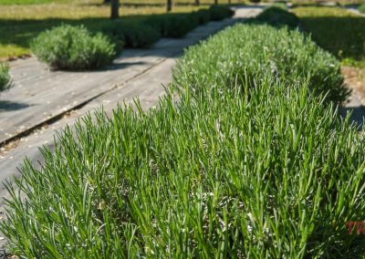 Rows of green lavender bushes grow on black weed barrier fabric in a sunlit field at Lavender Barnyard near Farmington MN. Grass and trees are visible in the background.