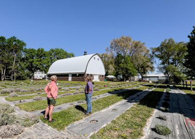 Two people stand in a cultivated field with rows of plants at Lavender Barnyard, facing a white barn with a rounded roof. Trees surround the area under a clear blue sky in Farmington MN.