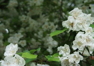 Close-up of white apple blossoms at Munsinger Gardens in Saint Cloud MN, with a bee collecting nectar. The background is filled with blurred blossoms and green leaves.