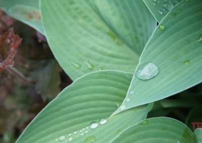 Close-up of large green leaves with visible veins and water droplets, some reddish-brown foliage on the left. Captured at Munsinger Gardens in Saint Cloud MN.