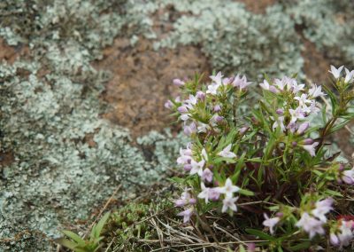 A small cluster of pale pink wildflowers grows next to a large rock covered with greenish-gray lichen and moss in Quarry Park, Waite Park MN. The flowers have slender stems and tiny, star-shaped blossoms.