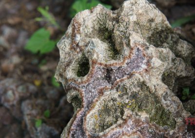 A close-up of a rough, textured rock with crystallized formations and small green plants in the background, captured at the Itasca Rock Garden near Albert Lea MN. The word TRAILS appears in red text in the bottom right corner.