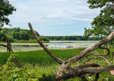 A scenic wetland at Myre Big Island State Park features lush green grasses, trees, and a calm lake. Fallen branches frame the foreground, while a flock of birds gathers near the water. The sky is partly cloudy.