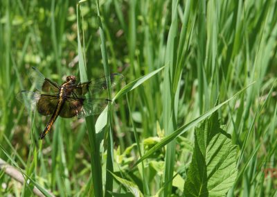 A dragonfly with transparent wings perches on a tall blade of grass among green leaves and stems in a sunlit, grassy area at Myre Big Island State Park.