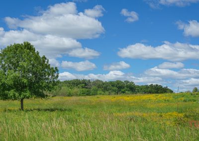 A lone green tree stands in a grassy field with yellow wildflowers under a bright blue sky filled with scattered white clouds, capturing the serene beauty of Myre Big Island State Park. A treeline is visible in the distance.