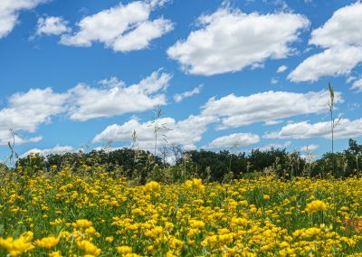 A field of yellow wildflowers under a bright blue sky with scattered white clouds, with trees and greenery in the background at Myre Big Island State Park.
